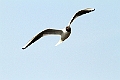 Seagull12